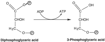 <strong>Figure 5.4 How is ATP generated in the reaction shown in Figure 5.4?</strong> A) glycolysis B) oxidative phosphorylation C) photophosphorylation D) fermentation E) substrate-level phosphorylation