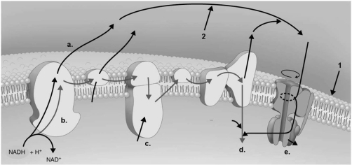 Figure 5.8 -Refer to Figure 5.8. In aerobic respiration, where is water formed?