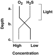Figure 27.2 -Where are photosynthetic bacteria most likely to be found in Figure 27.2?