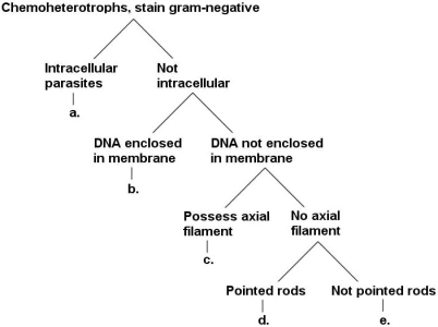 <strong>Figure 11.1 What is group ʺc.ʺ in the key shown in Figure 11.1?</strong> A) spirochaetes B) planctomycetes C) chlamydiae D) fusobacteria E) bacteroidetes