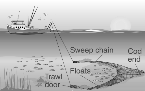 <strong> The fishing method shown in this figure .</strong> A) can be used for capturing lobster B) is an effective way to prevent overharvesting of commercial species C) selectively harvests a single species of fish D) is specially designed to prevent damage to the seafloor