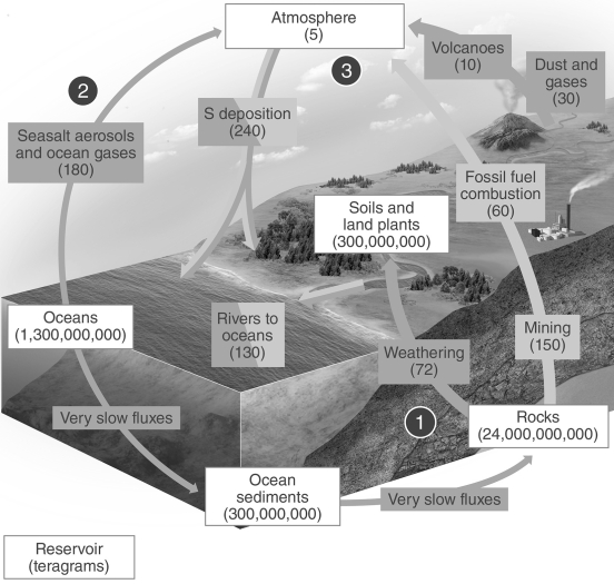 <strong>  This figure depicts what biogeochemical cycle?</strong> A) Carbon B) Nitrogen C) Sulfur D) Phosphorus <div style=padding-top: 35px> 