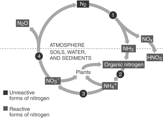 <strong>  Which step in the figure shows nitrogen fixation?</strong> A) 1 B) 2 C) 3 D) 4 <div style=padding-top: 35px> 