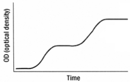 <strong>The graph below shows a growth curve of E. coli growing in a defined medium containing equal molar amounts of glucose and lactose. Based on your knowledge of the regulation of the lac operon, the best explanation of these results is that</strong> A)the bacteria are utilizing both sugars simultaneously. B)early on, due to the presence of lactose, the bacteria utilize the lac operon. Glucose is used later. C)the presence of glucose causes the formation of cAMP catabolic repressor protein (CRP)complexes, which shut down the lac operon until the glucose is used up. D)glucose is used first. Once glucose becomes limiting, intracellular cAMP increases, forming cAMP- CRP complexes that activate the lac operon to use lactose. E)none of the above