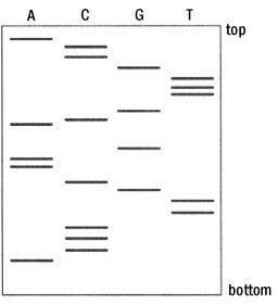 <strong>Using the Sanger method of DNA sequencing, results in the figure below are obtained following gel electrophoresis of the DNA fragments. A total of 21 nucleotides has been sequenced. What is the sequence of these nucleotides?</strong> A)5'- ACCGTTTGCAGAACGTTCCCA- 3' B)5'- ACCCTTGCAAGACGTTTGCCA- 3' C)5'- ACCCACGTTAAAGACCCGTTT- 3' D)5'- AAAAACCCCCCCGGGGTTTTT- 3' E)none of the above