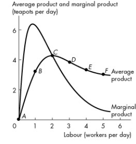 <strong>Use the figure below to answer the following question. Figure 11.2.2 Refer to Figure 11.2.2 which shows Tania's average product curve and marginal product curve. The point of maximum average product is point</strong> A)B. B)C. C)D. D)E. E)F.