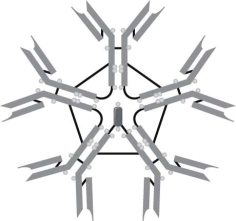 <strong> The type of immunoglobulin illustrated in Figure is</strong> A) IgE. B) IgG. C) IgA. D) IgM. E) IgD.