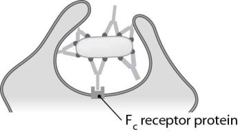 The antibody function known as (agglutination/neutralization/opsonization)is illustrated in Figure
