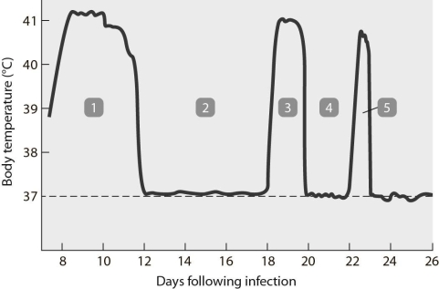 <strong> The pattern of fever shown in Figure 21.1 is most commonly seen with</strong> A) yaws. B) Lyme disease. C) lymphogranuloma venereum. D) syphilis. E) relapsing fever.