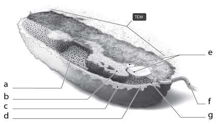 <strong> What is the function of the cellular structure indicated by c in Figure 3.2?</strong> A) provide shape only B) attach to surfaces only C) protect from dehydration only D) attach to surfaces and protect from dehydration E) serve as carbohydrate storage