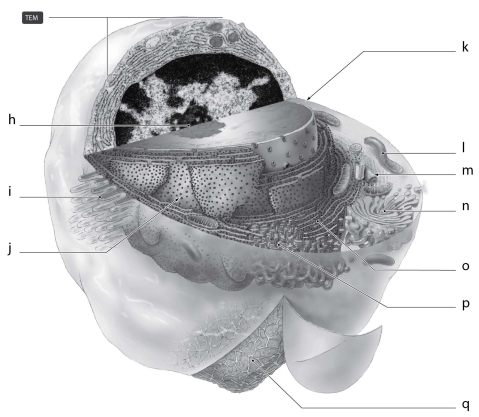 <strong> What is the function of the cellular structure indicated by m in Figure 3.3?</strong> A) ATP synthesis B) protein synthesis C) synthesis of lipids D) packaging of materials for export E) cell movement and mitosis
