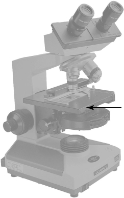 The part of the microscope indicated by the arrow in Figure 4.1 is the (ocular/objective/condenser)lens.