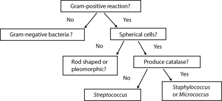 Figure 4.2 represents a (dichotomous/classification/taxonomic)key of the type used to identify a microbe.