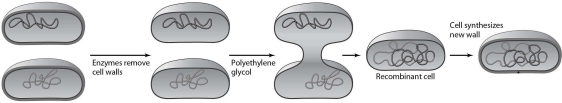 <strong>  Which method of inserting DNA into cells is illustrated in Figure 8.1?</strong> A) protoplast fusion B) injection C) electroporation D) a gene gun E) transduction <div style=padding-top: 35px> 