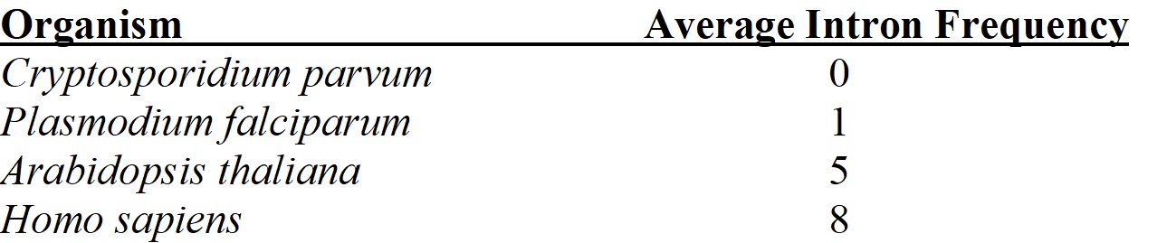 <strong>Based on the table of average intron frequency given below, predict the relative order of genome size for these four eukaryotic organisms. </strong> A) Homo sapiens > Arabidopsis thaliana > Plasmodium falciparum > Cryptosporidium parvum B) Cryptosporidium parvum > Plasmodium falciparum > Arabidopsis thaliana > Homo sapiens C) Homo sapiens > Cryptosporidium parvum > Plasmodium falciparum > Arabidopsis thaliana D) Intron frequency cannot be used to predict genome size in eukaryotes.