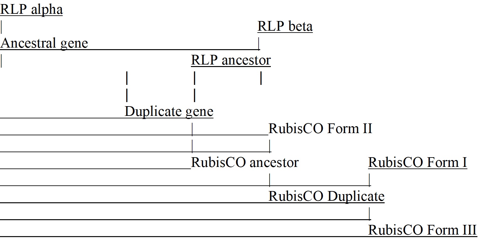 Based on the evolutionary tree shown below, RubisCO Form II and RLP beta are orthologs.