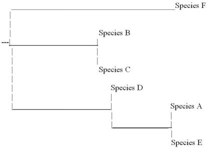 <strong>Based on the phylogenetic tree below, which of the following statements is FALSE? </strong> A) Species E is more closely related to species A than to species D. B) Species D is more closely related to species C than to species E. C) Species F is more closely related to species D than to species E. D) Species C is more closely related to species B than to species D.