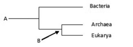 Use the following figure to answer the question. A is ________; B is ________.