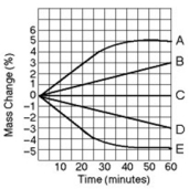 Five dialysis bags, constructed of a type of membrane that is permeable to water and impermeable to sucrose, were filled with various concentrations of sucrose and then placed in separate beakers containing an initial concentration of 0.6 M sucrose solution. At 10-minute intervals, the bags were massed (weighed), and the percent change in mass of each bag was graphed. Which line or lines in the graph represent(s)bags that contain a solution that is hypertonic at 50 minutes?