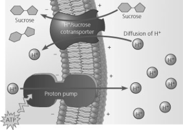 Based on Figure 7.18, which of these experimental treatments would increase the rate of sucrose transport into a plant cell?