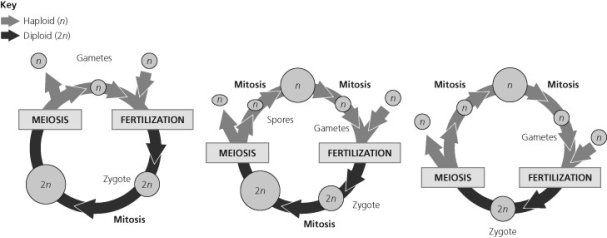 Refer to the life cycles illustrated in the figure below to answer the following questions. -Which of the life cycles is typical for plants and some algae?