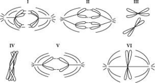Refer to the drawings in the figure below of a single pair of homologous chromosomes as they might appear during various stages of either mitosis or meiosis, and answer the following question(s). -Which diagram represents anaphase II of meiosis?