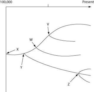 The following questions refer to the evolutionary tree in the figure below. The horizontal axis of the cladogram depicted below is a timeline that extends from 100,000 years ago to the present; the vertical axis represents nothing in particular. The labeled branch points on the tree (V-Z) represent various common ancestors. Let's say that only since 50,000 years ago has there been enough variation between the lineages depicted here to separate them into distinct species, and only the tips of the lineages on this tree represent distinct species. -How many distinct species, both living and extinct, are depicted in this tree?