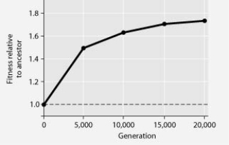 The following question refers to the figure. In this eight-year experiment, 12 populations of E. coli, each begun from a single cell, were grown in low-glucose conditions for 20,000 generations. Each culture was introduced to fresh growth medium every 24 hours. Occasionally, samples were removed from the populations, and their fitness in low-glucose conditions was tested against that of members sampled from the ancestral (common ancestor)E. coli population. If the vertical axis of the figure above refers to relative fitness, then which of the following is the most valid and accurate measure of fitness?