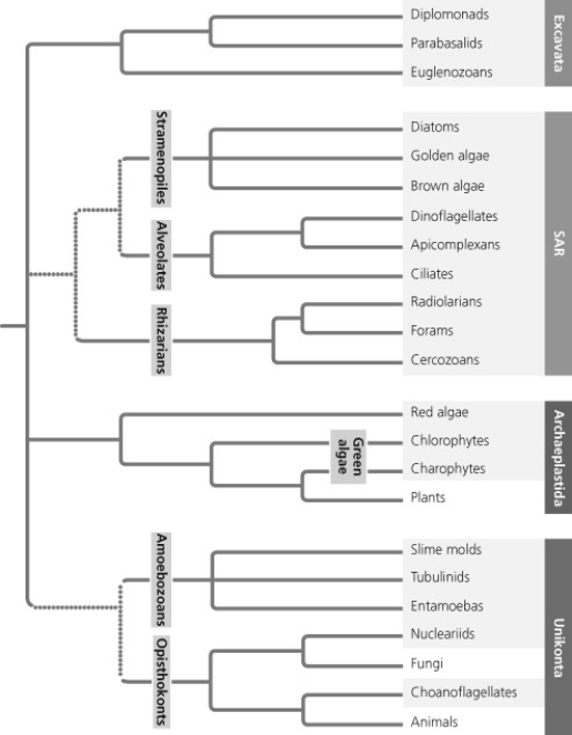 <strong> Based on the phylogenetic tree in Figure 28.2, which of the following statements is correct?</strong> A) The most recent common ancestor of Excavata is older than that of SAR. B) The most recent common ancestor of SAR is older than that of Unikonta. C) The most basal (first to diverge) eukaryotic supergroup cannot be determined. D) Excavata is the most basal eukaryotic supergroup.
