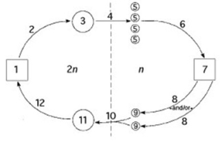 The following question refers to the generalized life cycle for land plants shown in the figure. Each number within a circle or square represents a specific plant or plant part, and each number over an arrow represents meiosis, mitosis, or fertilization. Which number represents a megaspore mother cell in the figure?