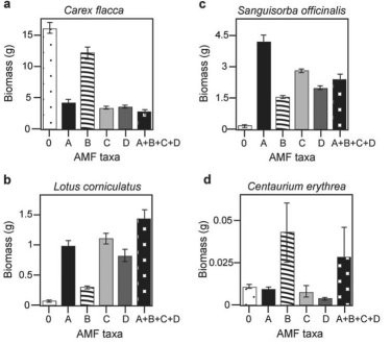 There is much discussion in the media about protecting biodiversity. But does biodiversity really matter? Canadian and Swiss researchers wanted to know if the diversity of arbuscular mycorrhizal fungi (AMF)was important to the productivity of grasslands (M.G.A. van der Heijden, J. N. Klironomos, M. Ursic, P. Moutoglis, R. Streitwolf-Engel, T. Boler, A. Wiemken, and I. R. Sanders. 1998. Mycorrhizal fungal diversity determines plant biodiversity, ecosystem variability, and productivity. Nature 396:69-72). Specifically, they wanted to know if it mattered which specific AMF species were present, or just that some type of AMF was present. They grew various plants in combination with one of four AMF species (A, B, C, and D), no AMF species (O), or all four AMF species together (A + B + C + D); and they measured plant growth under each set of conditions. All plant species were grown in each plot, so they always competed with each other, with the only difference being which AMF species were present. On the graphs, the x-axis labels indicate the number and identity of AMF species (bar 0 = no fungi; bars A - D = individual AMF species; bar A + B + C + D = all AMF species together). The y-axis indicates the amount (grams)of plant biomass for the species shown in italics above each graph. Examine the effect of AMF species on Sanguisorba officinalis. Which of the following conclusions can be correctly drawn from the data?