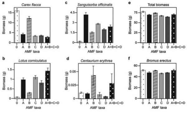 <strong>Use the following information to answer the question. Canadian and Swiss researchers wanted to know if the diversity of arbuscular mycorrhizal fungi (AMF)was important to the productivity of grasslands (M.G.A. van der Heijden, J. N. Klironomos, M. Ursic, P. Moutoglis, R. Streitwolf-Engel, T. Boler, A. Wiemken, and I. R. Sanders. 1998. Mycorrhizal fungal diversity determines plant biodiversity, ecosystem variability, and productivity. Nature 396:69-72). Specifically, they wanted to know if it mattered which specific AMF species were present, or just that some type of AMF was present. They grew various plants in combination with one of four AMF species (A, B, C, and D), no AMF species (O), or all four AMF species together (A + B + C + D); and they measured plant growth under each set of conditions. All plant species were grown in each plot, so they always competed with each other with the only difference being which AMF species were present. On the graphs, the x-axis labels indicate the number and identity of AMF species (bar 0 = no fungi; bars A - D = individual AMF species; bar A + B + C + D = all AMF species together). The y-axis indicates the amount (grams)of plant biomass for the species shown in italics above each graph. Graph e is the total biomass (grams)of all 11 plant species combined; graph f is the biomass of Bromus erectus plants only, separated from the total. What is the major difference between Bromus erectus (graph f)and the other plant species (graphs a-d)included in the study?</strong> A) Bromus erectus grows best with a diversity of fungal partners. B) Bromus erectus is unaffected by AMF diversity. C) Bromus erectus does not form mycorrhizal associations. D) Bromus erectus produces very little biomass regardless of AMF.