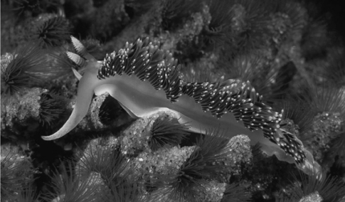 Use the information to answer the following question. The nontaxonomic term sea slug encompasses a wide variety of marine gastropods. One feature they share as adults is the lack of a shell. One might think, therefore, that they represent defenseless morsels for predators. In fact, sea slugs have multiple defenses. Some sea slugs prey on sponges and concentrate sponge toxins in their tissues. Others feed on cnidarians, digesting everything except the nematocysts, which they then transfer to their own skins. Whereas the most brightly colored sea slugs are often highly toxic, others are nontoxic and mimic the coloration of the toxic species. Their colors are mostly derived from pigments in their prey. There are also sea slugs that use their coloration to blend into their environments. This nudibranch, a type of sea slug, has many reddish cerata on its dorsal surface, as well as two white-tipped rhinophores located on the head.   The nematocysts of sea slugs should be most effective at protecting individual sea slugs from predation if the predators ________.