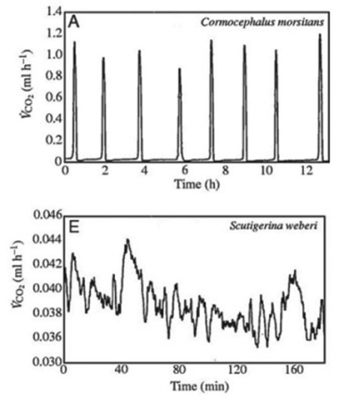 <strong>Use the following information and figures to answer the question. Many terrestrial arthropods exchange gases with their environments by using tracheae, tubes that lead from openings (called spiracles)in the animal's exoskeleton or cuticle directly to the animal's tissues. Some arthropods can control whether their spiracles are opened or closed; opening the spiracles allows the carbon dioxide produced in the tissues to travel down the tracheae and be released outside the animal. Klok et al. measured the carbon dioxide emitted over time (represented by ⱽCO₂)by several species of centipedes. The figures present graphs of their results for two species, Cormocephalus morsitans and Scutigerina weberi. Compare the graphs in the figure of carbon dioxide (CO₂)emission for Cormocephalus morsitans and Scutigerina weberi. What hypothesis can you make about each centipede's habitat?</strong> A) C. morsitans lives in a habitat that provides more carbon dioxide than does S. weberi. B) C. morsitans lives in a habitat with more predators than does S. weberi. C) C. morsitans lives in a colder habitat than does S. weberi. D) C. morsitans lives in a drier habitat than does S. weberi.