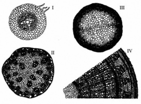 The following question is based on the drawings of root or stem cross sections shown in the figure. Refer to the figure. A woody eudicot is represented by ________.