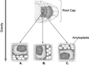 Use the figure to answer the following question. Suppose you laid a seedling on its side so that the root was parallel to the ground as shown in the figure. Several hours after the change in position, where in the root cells, position A, B, or C in the figure, would you find the amyloplasts?