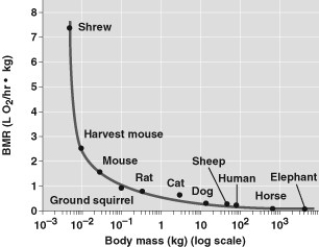<strong>Use the graph to answer the following question. What can you determine from the graph?</strong> A) A smaller animal would consume less food per gram of tissue. B) An animal with a larger mass has a lower metabolic rate per gram of tissue relative to an animal with smaller mass. C) An elephant uses more energy than a shrew. D) A shrew uses more energy than an elephant.