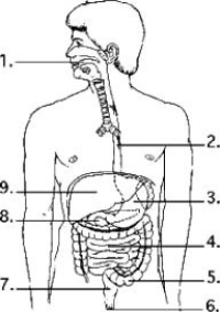 Examine the digestive system structures in the figure. Most of the digestion of fats occurs in structure(s)________.
