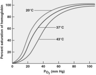 <strong>Based on the graph, which of the following statements is correct? </strong> A) The greatest delivery of oxygen from the blood to the surrounding tissues occurs at 37C. B) Increasing blood pH results in more oxygen unloading in tissues. C) Colder blood temperature results in greater dissociation of oxygen and hemoglobin. D) Hemoglobin has a lower affinity for oxygen under high temperature conditions.