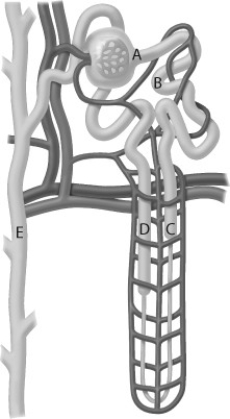 Use the following figure to answer the question. The structure labeled ________ can be influenced by hormones to change the concentration of the urine.