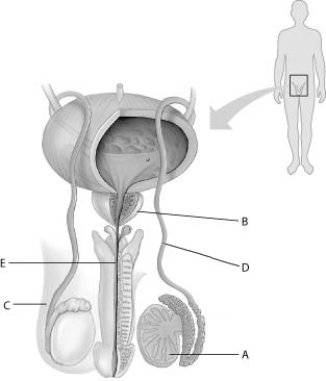 Refer to the following figure, which diagrams the reproductive anatomy of the human male, to answer the question. In the figure, which letter points to the vas deferens?