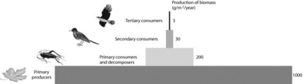 <strong>Use the following figure to answer the question. After looking at the figure, what can be said about productivity in this ecosystem?</strong> A) Nothing can be said based on this information. B) Between 80% and 90% of the energy is lost between most trophic levels. C) Between 10% and 20% of the energy is lost between most trophic levels. D) Productivity increases with each trophic level.