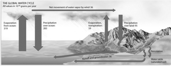 <strong>Use the following figure to answer the question. Consider the global water cycle depicted in the figure. Where is the greatest flux of water from one reserve to another?</strong> A) from precipitation to the ocean B) from the ocean to the atmosphere C) from runoff in streams and the water table to the ocean D) from evaporation and transpiration of terrestrial vegetation to the atmosphere