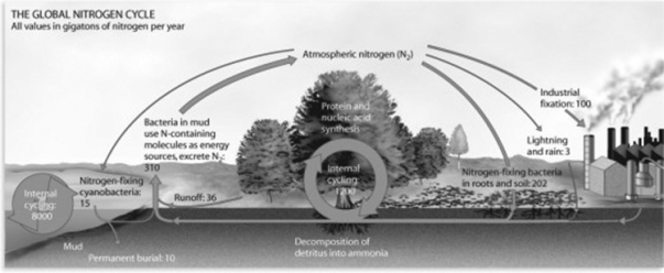 Use the following figure to answer the question. Consider the global nitrogen cycle depicted in the figure. What is the limiting portion of the cycle for plants?
