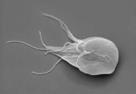 <strong> In the image above,the aquatic organism moves using flagella.It is parasitic and can colonate and reproduce in the human intestine.What type of organism could this be?</strong> A) a protozoan B) a slime mold C) phytoplankton D) seaweed
