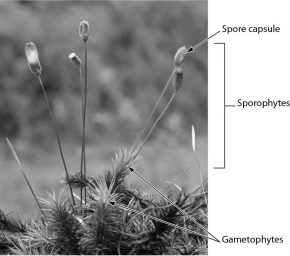<strong>What is this organism? </strong> A) fern B) fungus C) bryophyte D) gymnosperm