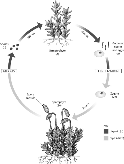 <strong>This diagram shows what process? </strong> A) origin of plants from green algae B) alternation of generations C) angiosperm life cycle D) gymnosperm life cycle