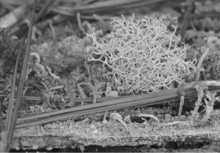 <strong>The photo below shows ________. </strong> A) a cluster of fern spore capsules B) a fairy ring C) an algal cell with extensive thread-like cilia D) a lichen, a mutually beneficial symbiosis