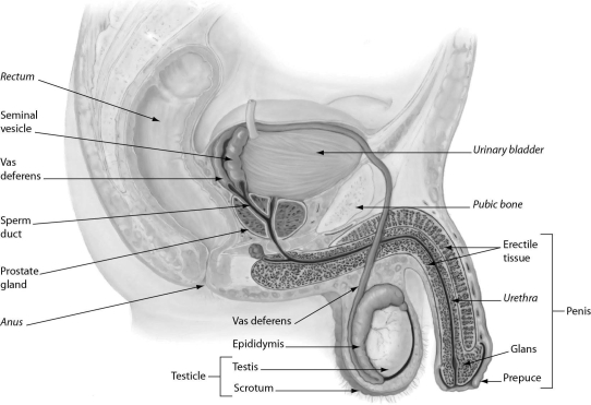 -The figure shows male reproductive anatomy.In a human male reproductive system,________.