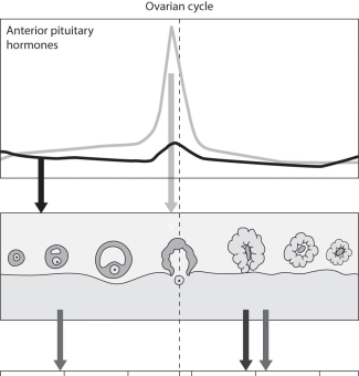   -What does the ovarian cycle image above illustrate?